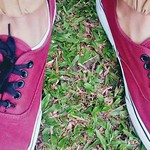ZAPATOS