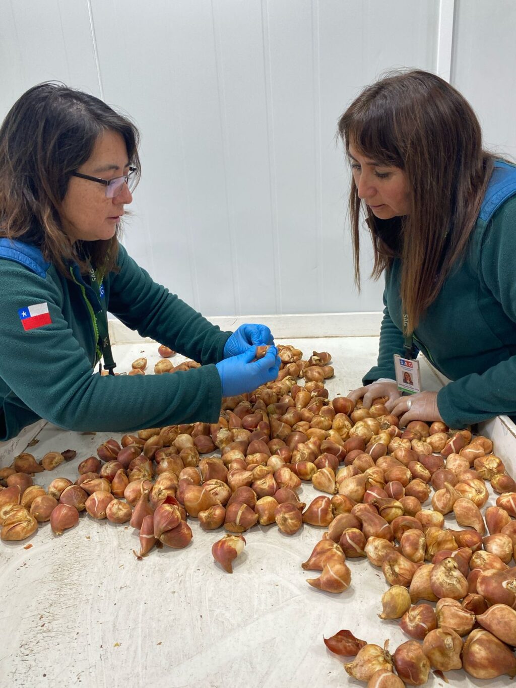 bulbos de tulipan_02
